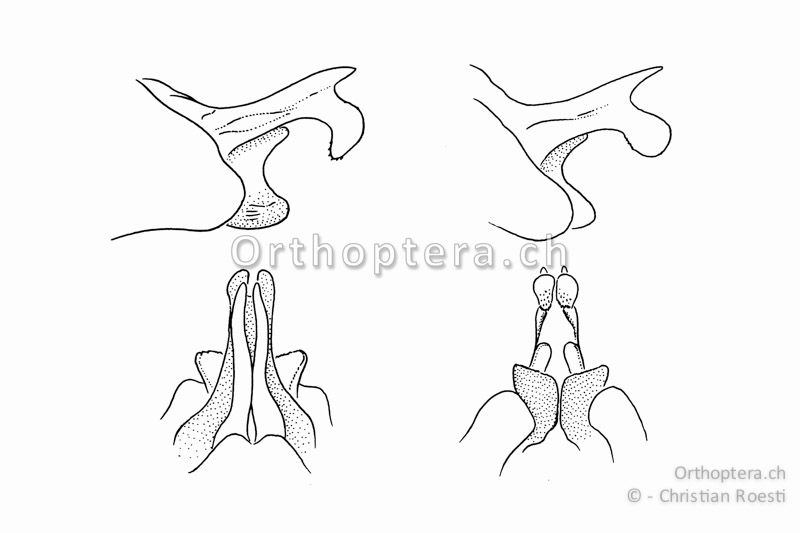 Genitalia von Gryllomorpha dalmatina ♂. Oben: zwei verschiedene Individuen von der Seite betrachtet. Unten: links Ansicht von oben, rechts Ansicht von unten.