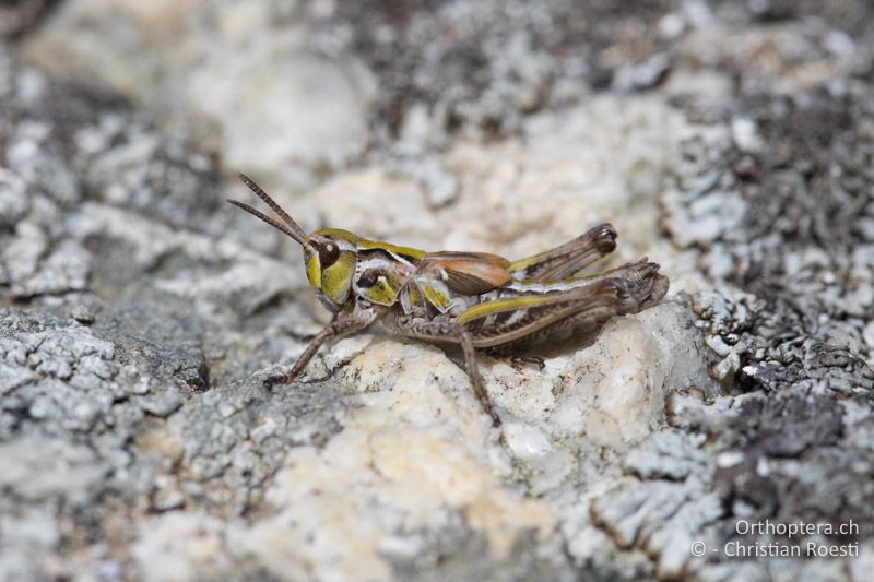 ♂ von Aeropedellus variegatus im letzten Larvenstadium - CH, GR, Muottas Muragl, 19.09.2019