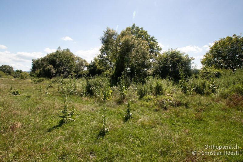 Extensive Weide mit Dornengebüschen - RU, Banat, Bonțești, 08.07.2020