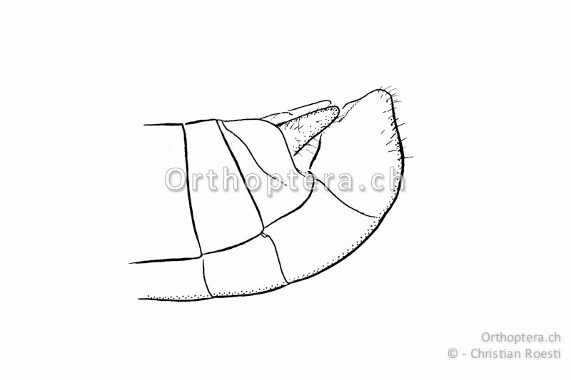 Hinterleibsende von Chorthippus albomarginatus ♂. Die Subgenitalplatte ist abgerundet und nicht wie bei Euchorthippus declivus nach hinten kegelförmig in eine Spitze auslaufend.