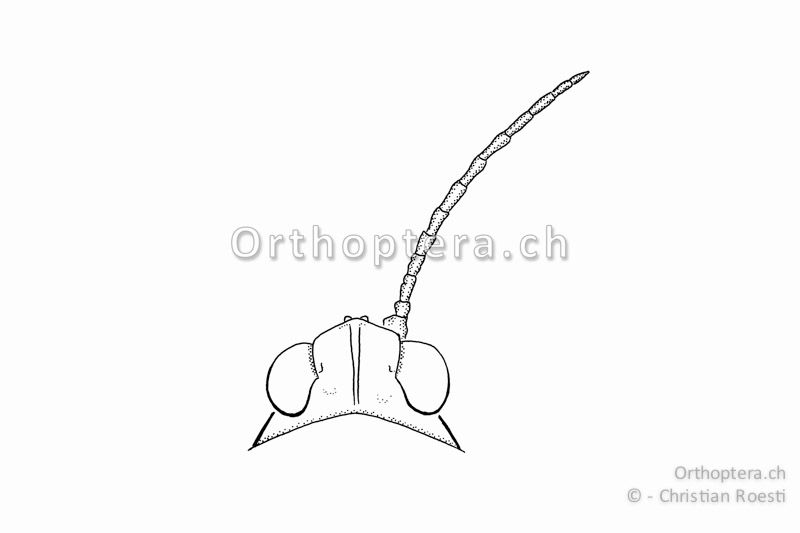 Kopf und rechter Fühler von oben von Tetrix undulata ♀. Der Kopfgipfel ragt nach vorne über die Augen hinaus.