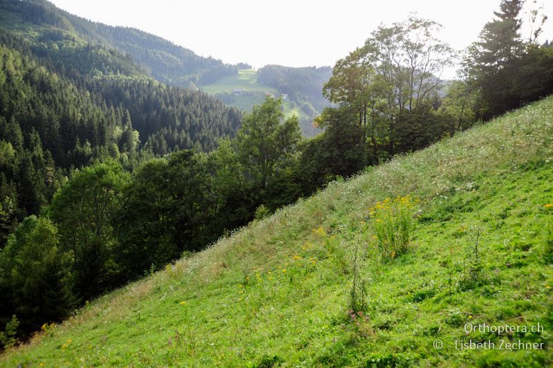 Wüchsige Extensivweide mit Stauden - AT, Steiermark, Arzwaldgraben, 13.09.2009