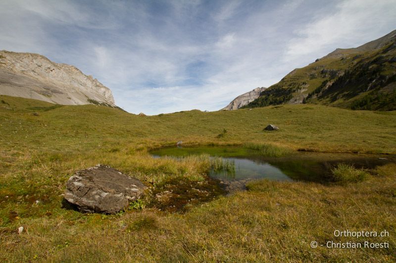 Ufervegetation eines kleinen Tümpels in den Alpen - CH, BE, Kandersteg, 22.09.1013