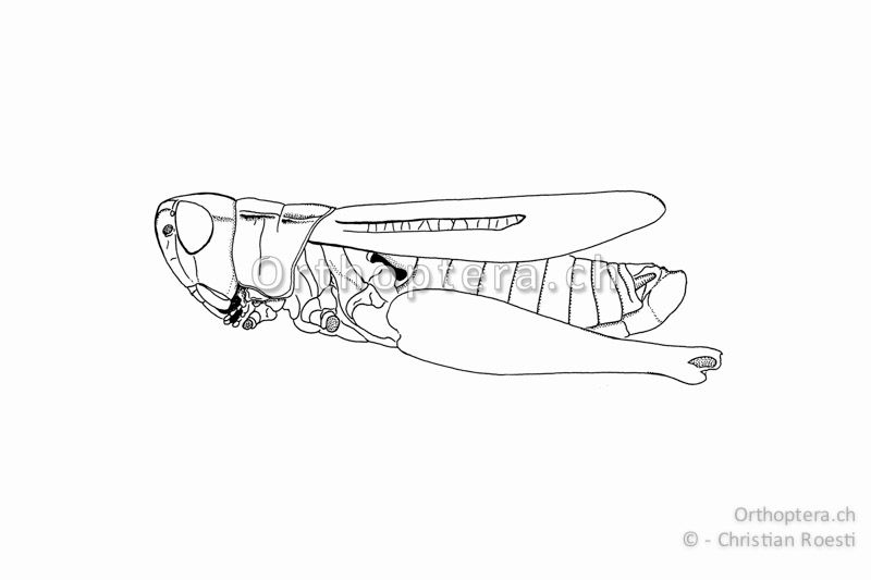 Habitus von Stenobothrus stigmaticus ♂. Das Medialfeld ist kaum erweitert und reicht etwas über die Flügelhälfte.