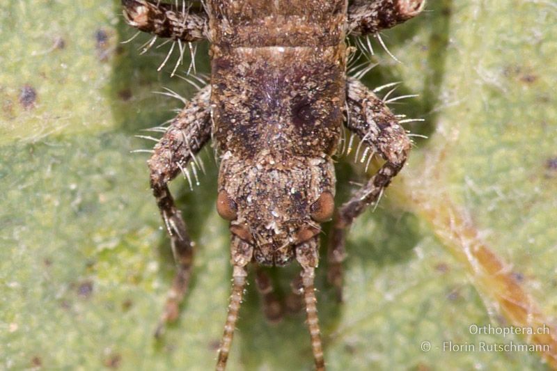 Kopf und Halsschild von Arachnocephalus vestitus ♂ - IT, Marken, Fabriano, 28.09.2014