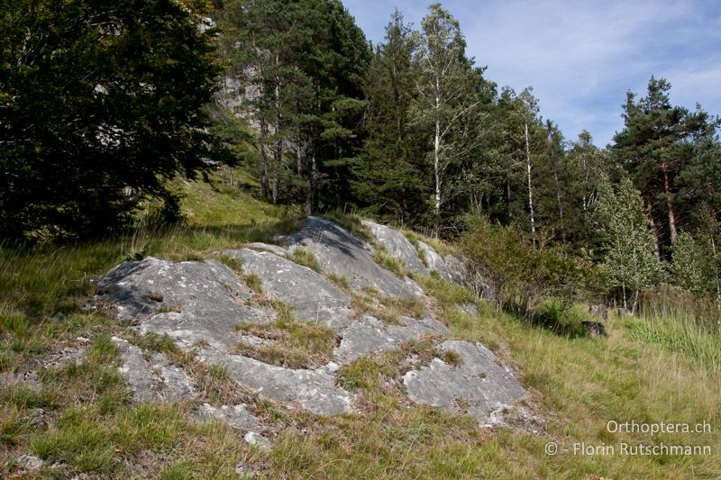 Offene Felspartien von dichter Vegetation umgeben - CH, GR, Untervaz, 11.09.2011
