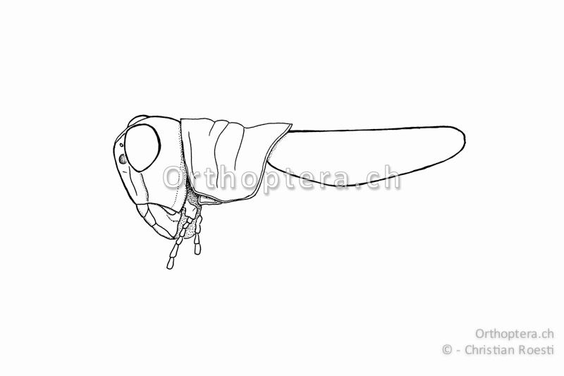 Kopf, Halsschild und Flügel von Miramella formosanta ♂. Die Flügel sind in der Länge variabel, etwa so lang wie Kopf und Halsschild zusammen. Sie berühren sich am Rücken.