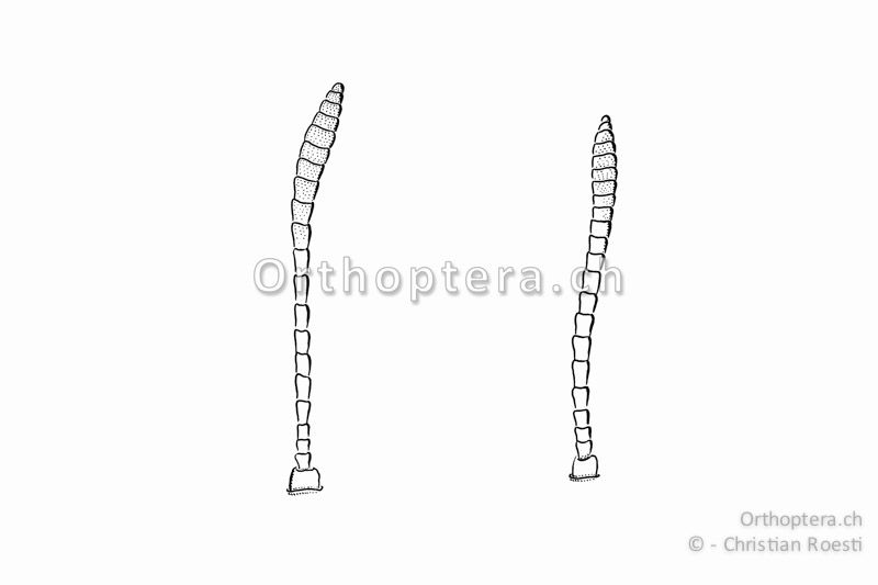 Fühler von Aeropedellus variegatus, links vom ♂ rechts vom ♀. Sie sind untersetzt und an der Spitze nur wenig erweitert.