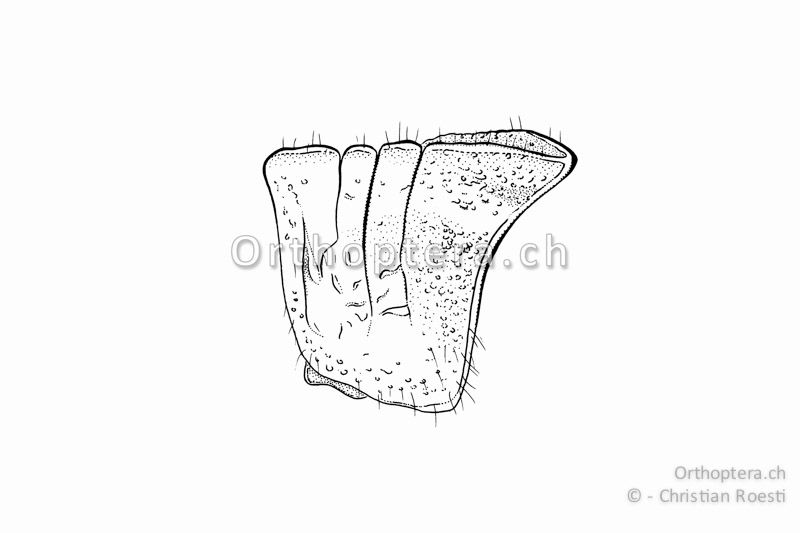 Halsschild von Anacridium aegyptium ♂. Der Mittelkiel wird von drei Quernähten durchtrennt.