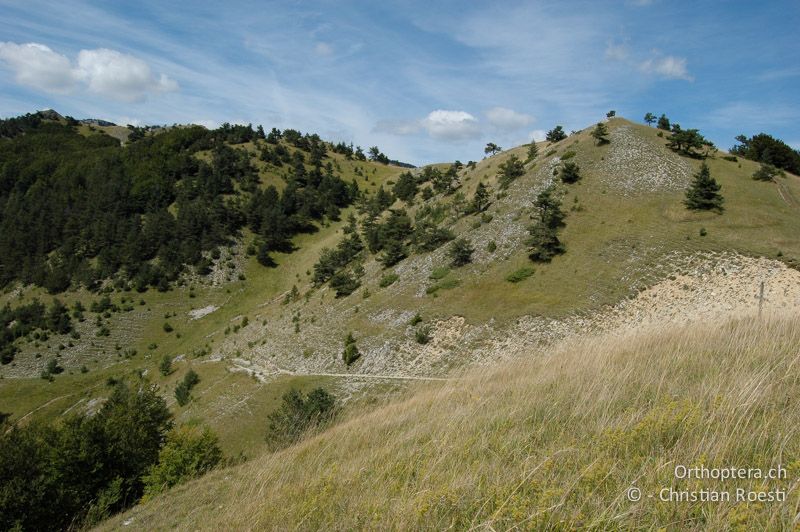 Lückige Krautschicht mit Büschen und Kiefern. Bei hoher Individuendichte, wie sie im Süden vorkommen, findet man die Tiere auch in langrasigen Wiesen oder Weiden (Vordergrund) - FR, Drôme, Col de Menée, 02.09.2007