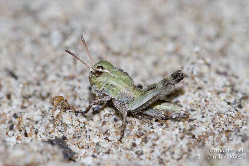 Locusta migratoria im 2. Larvenstadium - IT, Friaul-Julisch Venetien, Spilimbergo, 28.05.2014