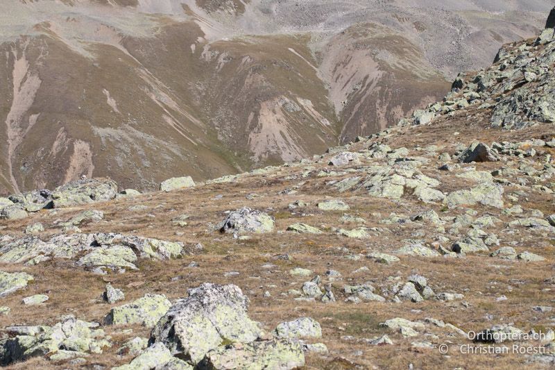 Alpiner Rasen mit Alpenazalee - CH, GR, Muottas Muragl, 19.09.2019