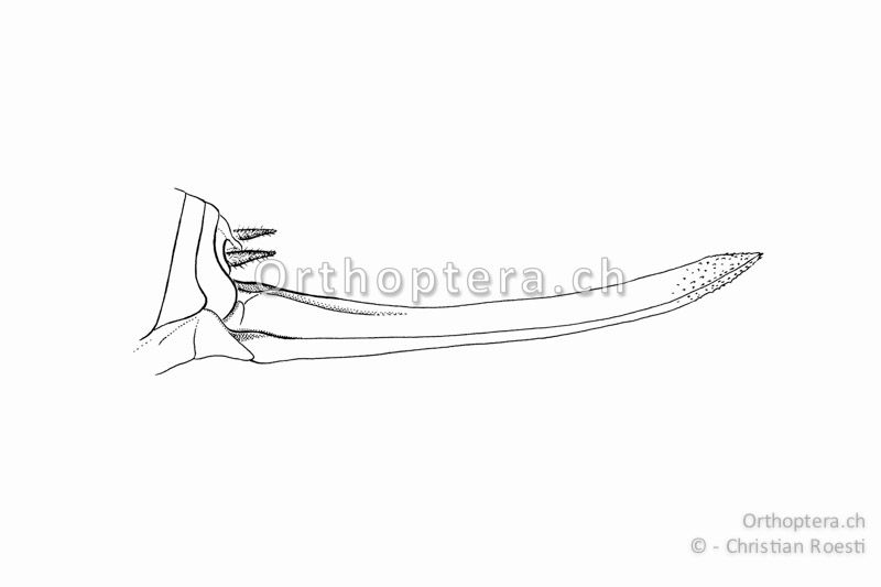 Hinterleibsende von Decticus verrucivorus ♀ - Die Legeröhre ist nur schwach aufwärts gebogen und am Ende leicht gezähnt.