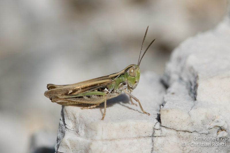 Omocestus petraeus ♂ - HR, Istrien, Mala Učka, 21.07.2015