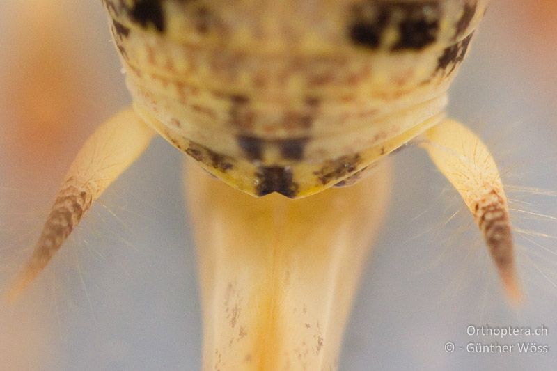 Hinterleibsende von Troglophilus cavicola ♀ von oben betrachtet. Das 10. Rückensegment ist in der Mitte leicht v-förmig ausgerandet - AT, Niederösterreich, Texingtal, 10.02.2011