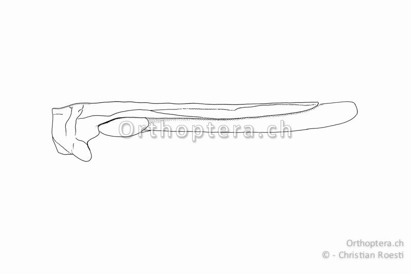 Halsschild und Flügel der langdornigen Form von Tetrix tuerki ♀.