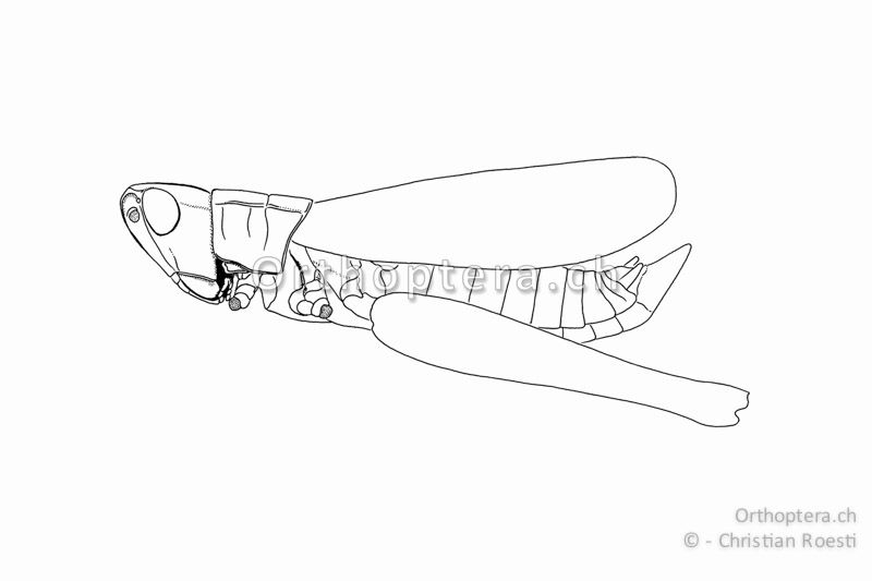 Habitus von Chrysochraon dispar ♂. Die Flügel erreichen das Hinterleibsende.
