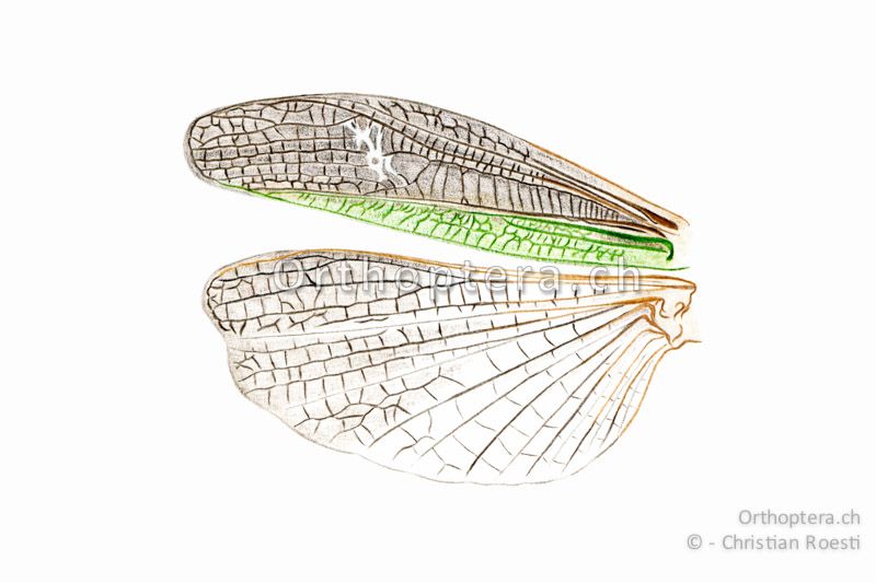 Linke Flügel von Stenobothrus lineatus ♂. Das Präcostalfeld ist nicht erweitert, das Medialfeld ist erweitert und reicht bis knapp über die Flügelmitte. Die Radialader ist wie bei Chorthippus albomarginatus s-förmig geschwungen.