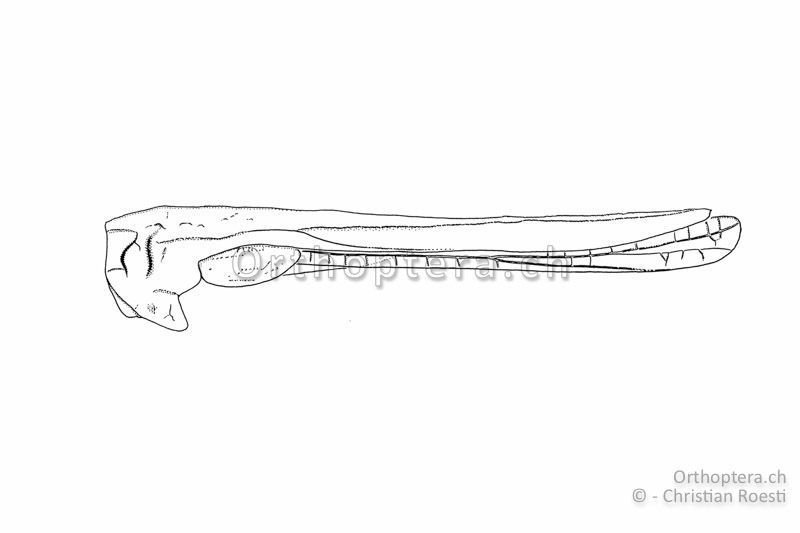 Seitenansicht des Halsschilds von Tetrix bolivari ♀. Der Halsschild ist im ersten Viertel erhöht. Der Hinterflügel reicht leicht über den Halsschild-Dorn hinaus.