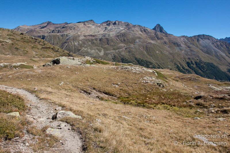 Kurzgrasige Bergweide mit offenen Bodenstellen - CH, GR, Bernina Pass, 20.09.2013