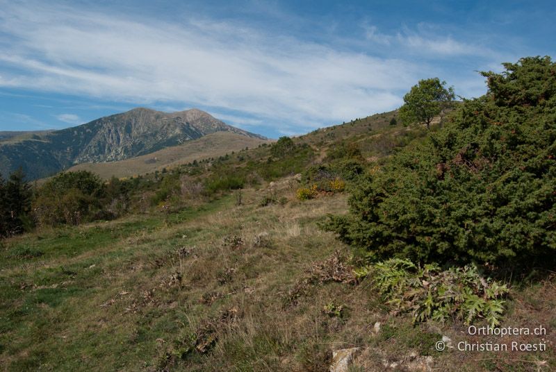 Strukturreiche Alpweide mit Disteln und Wacholder - FR, Pyrénées-Orientales, 03.10.2010