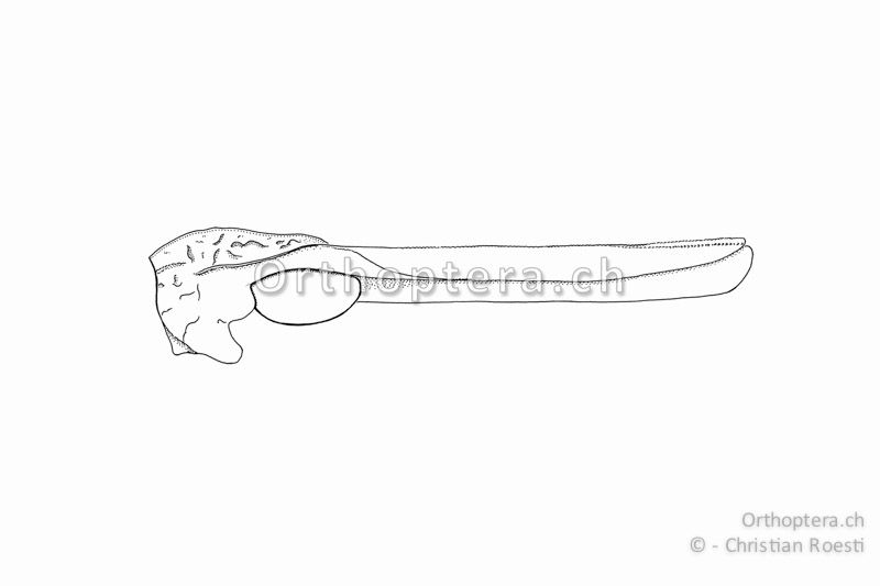 Halsschild und Flügel eines langdornigen Individuums von Tetrix depressa ♀ von der Seite betrachtet. Der Mittelkiel fällt vor der Mitte abrupt ab und wird durch die Seitenkiele verdeckt.