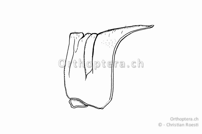 Halsschild von Sphingonotus caerulans. Es ist leicht sattelförmig und im vorderen Bereich gesenkt. Der Mittelkiel wird durch drei Querfurchen durchtrennt, die letze Furche (Sulcus) befindet sich immer vor der Halsschild-Mitte.