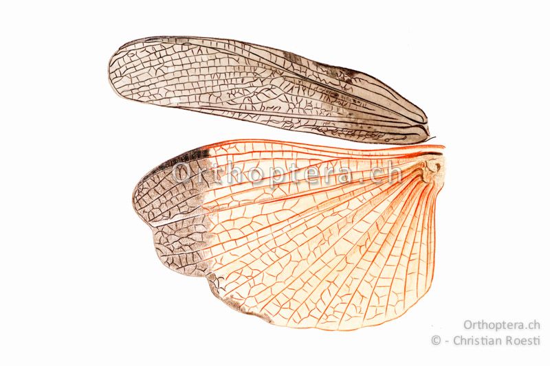 Linke Flügel von Psophus stridulus ♂.