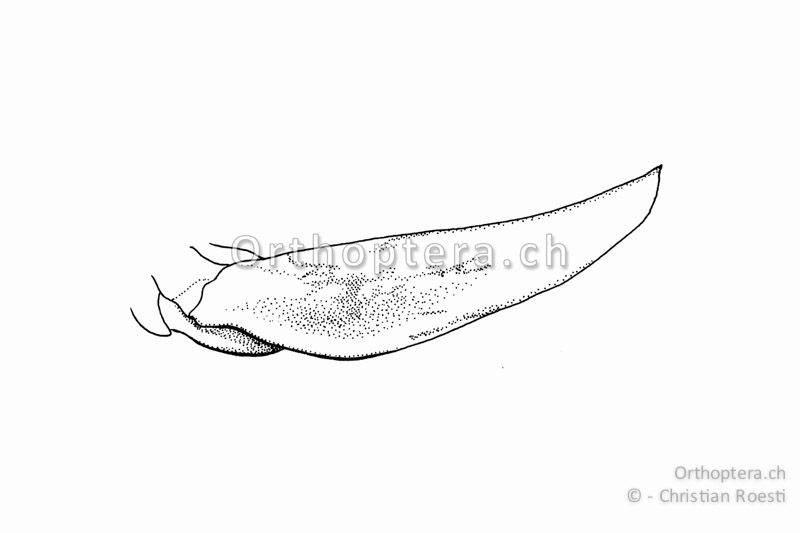 Legeröhre von Troglophilus neglectus ♀. Am Ende ist die Legeröhre in eine Spitze ausgezogen.