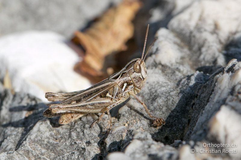 Omocestus petraeus ♀ - HR, Istrien, Mala Učka, 21.07.2015