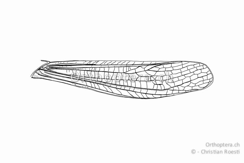 Vorderflügel von Omocestus viridulus ♂ in natürlicher Stellung. Präcostal- und Medialfeld sind nicht erweitert.