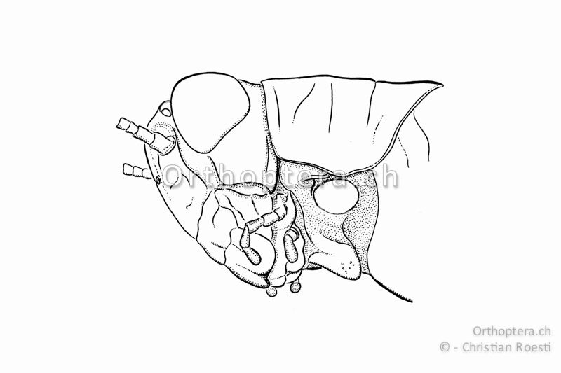 Kopf, Halsschild und Vorderbrust von Pezotettix giornae ♂ von schräg unten. Der Fortsatz an der Vorderbrust ist beilförmig und nach hinten gerichtet. Das runde Loch ist die Ansatzstelle des linken Vorderbeins.