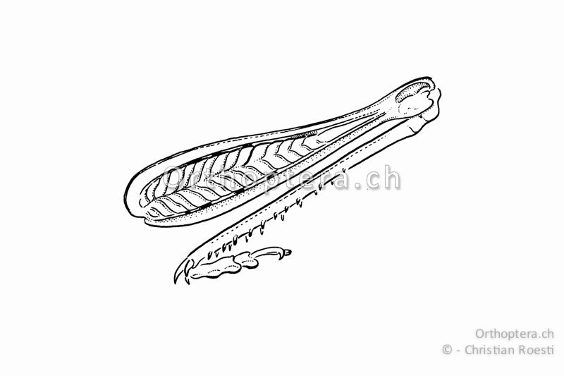 Linkes Hinterbein von Chorthippus brunneus ♂ zum Zeigen des Fischgerätemuster auf der Aussenseite des Schenkels. Dies ist für sämtliche Kurzfühlerschrecken in Mitteleuropa typisch.