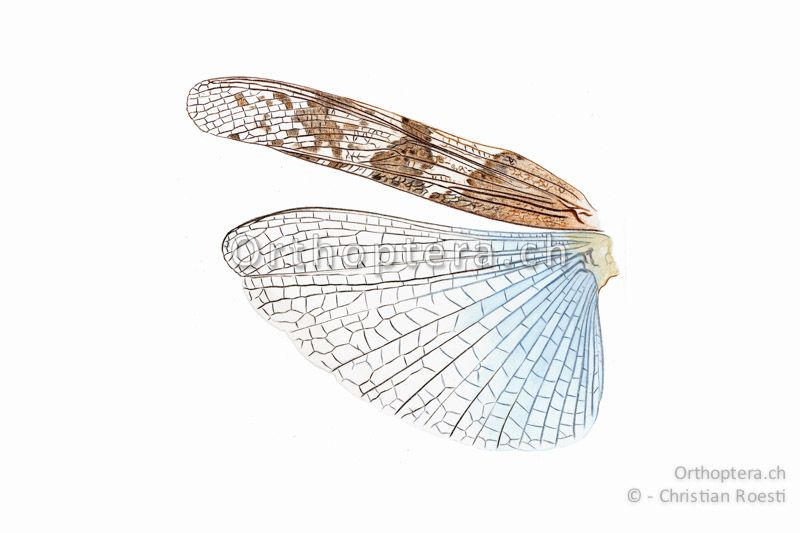 Linkes Flügelpaar von Sphingonotus caerulans ♂.