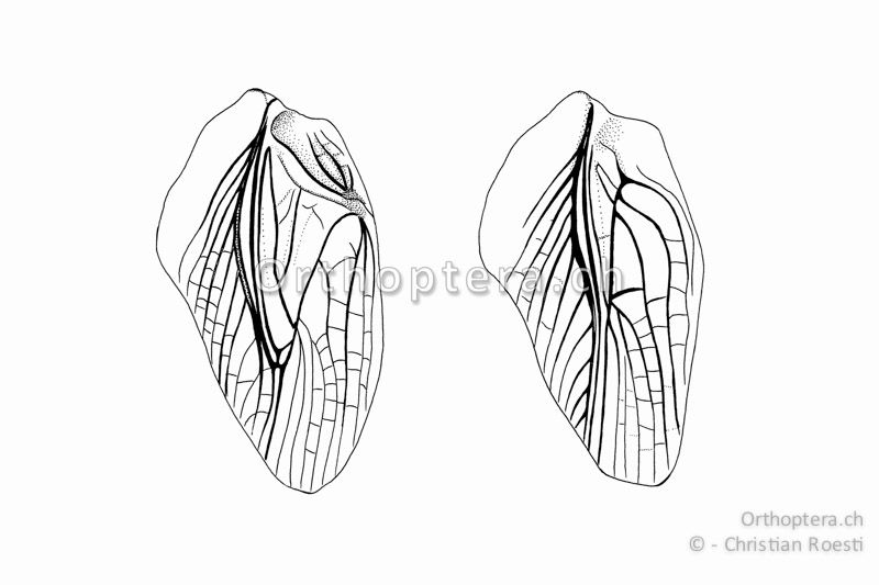Linker Vorderflügel von Gryllotalpa gryllotalpa. Links vom ♂, rechts vom ♀.