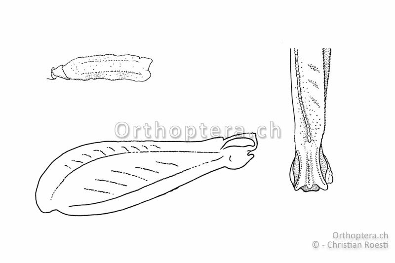 Mittelschenkel (oben links) und Hinterschenkel von Tetrix bolivari ♀. Der Mittelschenkel ist auf der Unterseite leicht gewellt. Der Kiel auf der Oberseite des Hinterschenkels ist vor dem Knie nach aussen gebogen (rechts).