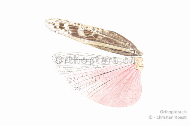 Linke Flügel von Calliptamus italicus ♂. Die Farbe ist ein orangerot.