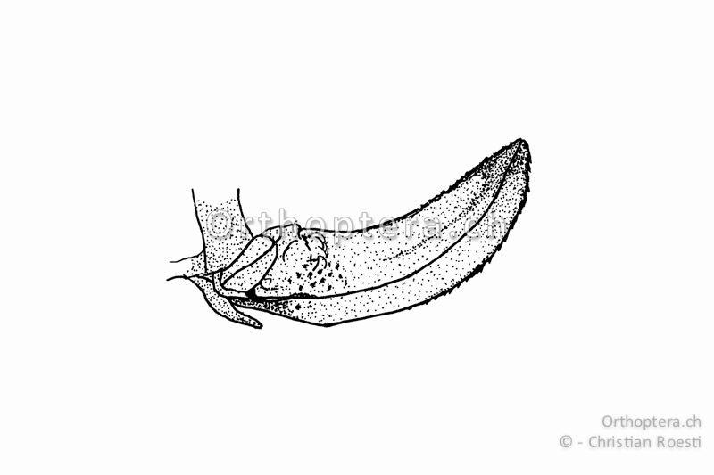Legeröhre von Leptophyes punctatissima ♀.