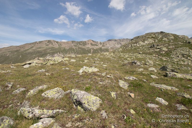 Alpiner Rasen. Hier leben auch Bohemanella frigida, Gomphocerus sibiricus und Stenobothrus lineatus - CH, GR, Muottas Muragl, 22.07.2019