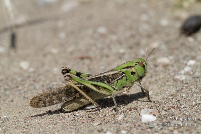 Locusta migratoria ♀ - GR, Rhodos, Kattavia, 21.05.2013