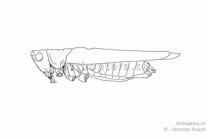 Habitus von Conocephalus fuscus ♂. Die Flügel beider Geschlechter überragen den Hinterleib.