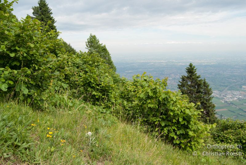 Extensive Wiesen und Haselgebüsche in den Bergen. Im Hintergrund sieht man die Po-Ebene - IT, Venetien, Mt. Summano bei Schio, 22.06.2010