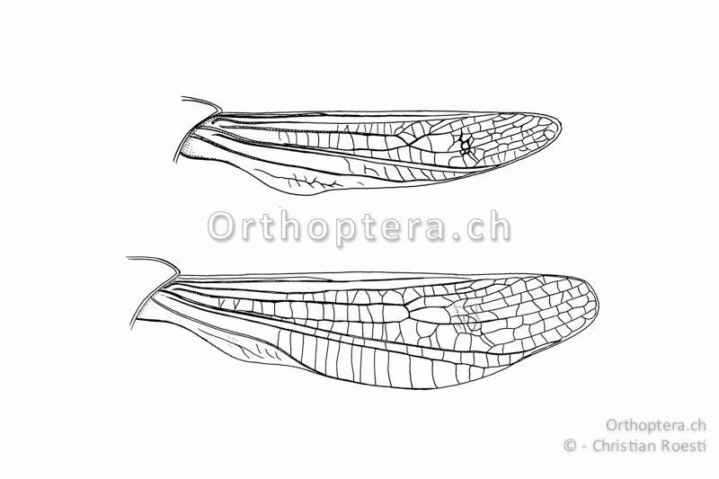 Vorderflügel von Aeropedellus variegatus. Oben vom ♀ unten vom ♂. Präcostal- und Subcostalfeld sind erweitert.