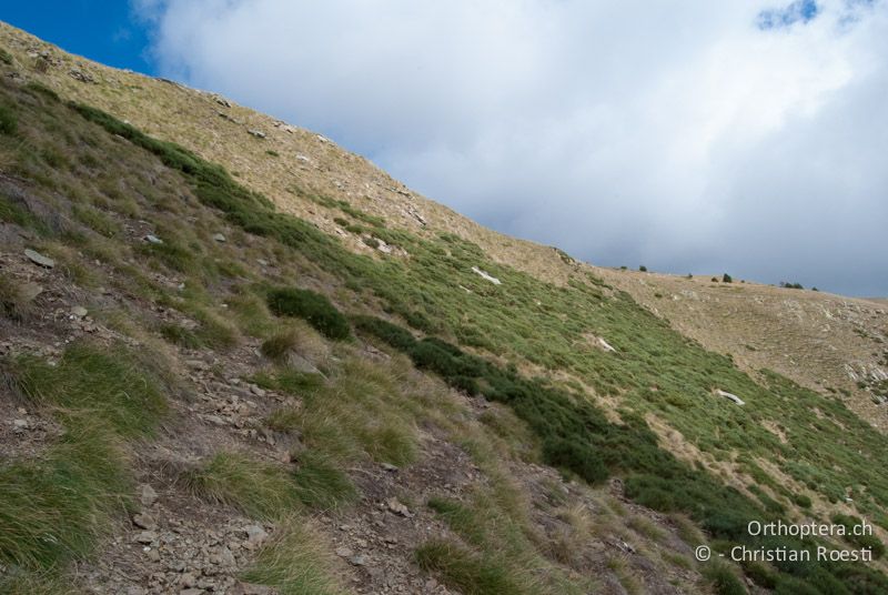 Steile Hanglage mit viel rohem Bodenanteil auf rund 2200 m ü.M - FR, Pyrénées-Orientales, Osseja, spanische Seite, 05.10.2010