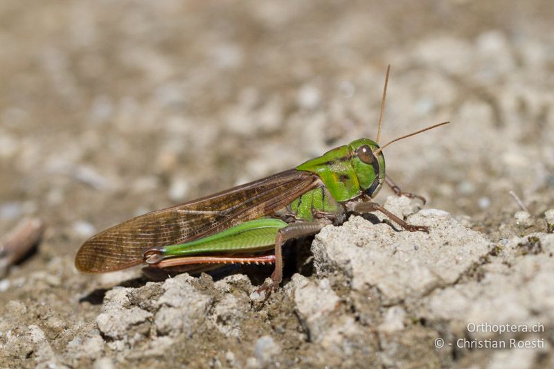 Locusta migratoria ♂ - CH, VS, Pfynwald, 11.08.2013