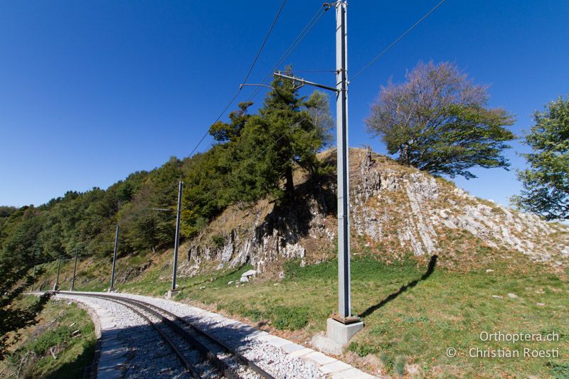 Lückiger Krautsaum entlang der Mt. Generoso-Bahn - CH, TI, Mt. Generoso, 15.09.2012