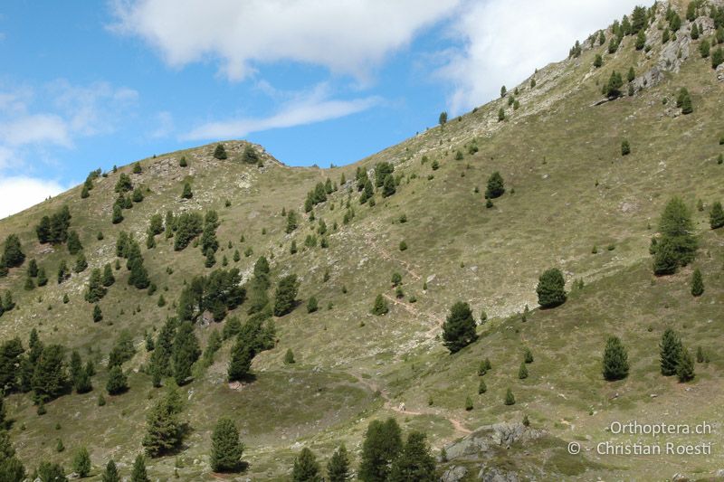 Beweidete Bergwiesen mit Heidesträuchern - IT, Aostatal, Lago di Chamolé, 04.08.2006