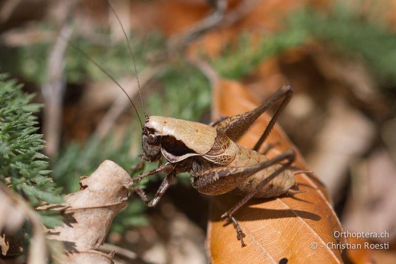 Pholidoptera fallax ♂, hellbraune Farbvariante - CH, TI, Bellavista, Mt. Generoso, 13.09.2012