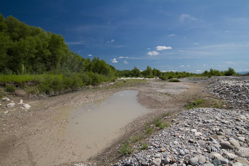 Flussbett an der Durance, hier ist Xya variegata selten - FR, Alpes-de-Haute-Provence, Manosque, Durance, 05.07.2014
