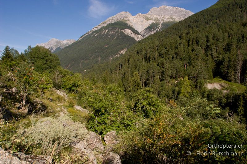 Lückige Vegetation mit Gebüschen und Blockschutthalden auf 1170 m ü.M. - CH, GR, Sent, 16.08.2008